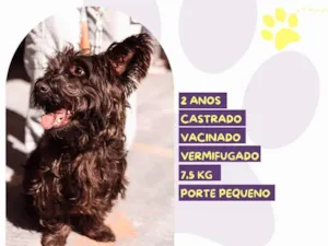 Cachorro raça SRD-ViraLata idade 1 ano nome Max