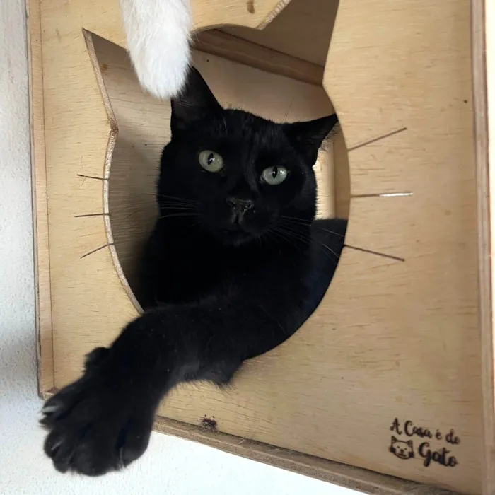 Gato ra a SRD idade 1 ano nome TALES