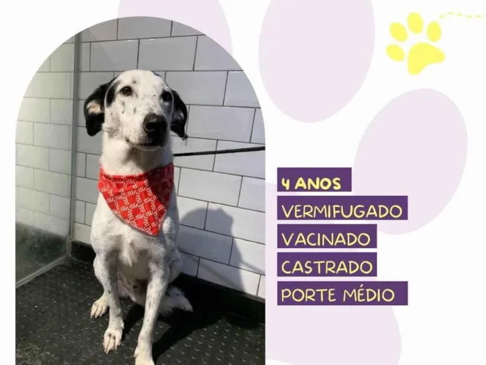 Cachorro ra a SRD-ViraLata idade 4 anos nome Milk