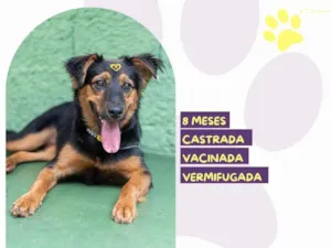 Cachorro raça SRD-ViraLata idade 7 a 11 meses nome Moana