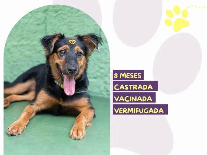 Cachorro ra a SRD-ViraLata idade 7 a 11 meses nome Moana