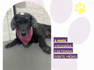 Cachorro raça SRD-ViraLata idade 2 anos nome Neguinha