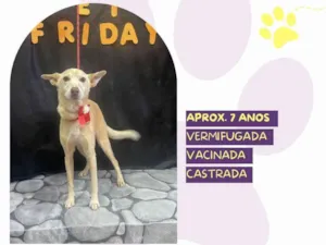 Cachorro raça SRD-ViraLata idade Abaixo de 2 meses nome Princesa