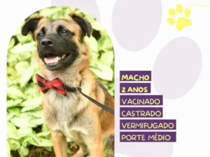 Cachorro raça SRD-ViraLata idade 2 anos nome Pudim