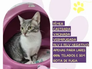 Gato raça SRD-ViraLata idade 2 anos nome Saray