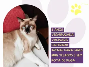 Gato raça SRD-ViraLata idade 2 anos nome Sabrina