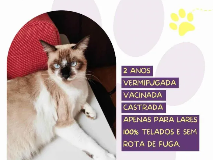 Gato ra a SRD-ViraLata idade 2 anos nome Sabrina