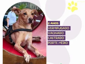 Cachorro raça SRD-ViraLata idade 2 anos nome Start