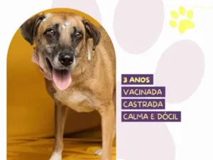 Cachorro raça SRD-ViraLata idade 3 anos nome Stella