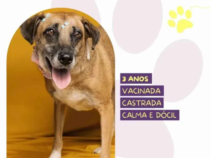 Cachorro ra a SRD-ViraLata idade 3 anos nome Stella