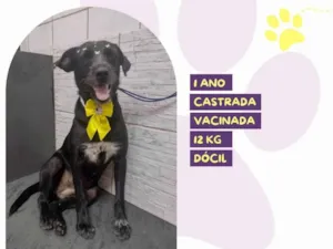 Cachorro raça SRD-ViraLata idade 1 ano nome Susy