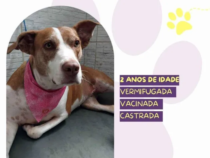 Cachorro ra a SRD-ViraLata idade 2 anos nome Zara