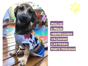 Cachorro raça SRD-ViraLata idade 2 a 6 meses nome Pietro