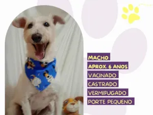 Cachorro raça SRD-ViraLata idade 6 ou mais anos nome Luck