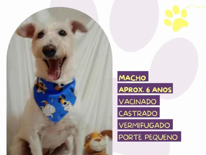 Cachorro ra a SRD-ViraLata idade 6 ou mais anos nome Luck