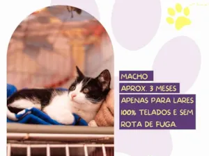 Gato raça SRD-ViraLata idade 2 a 6 meses nome Lobinho