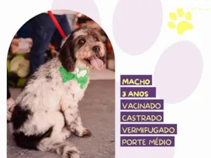 Cachorro raça SRD-ViraLata idade 3 anos nome Douky