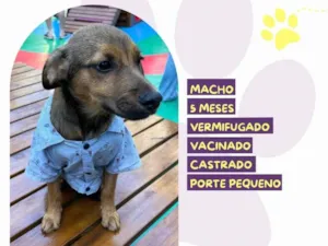 Cachorro raça SRD-ViraLata idade 2 a 6 meses nome Abu