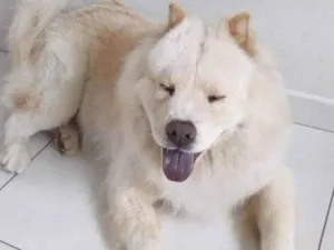 Cachorro raça Chow Chow idade 6 ou mais anos nome Lucky