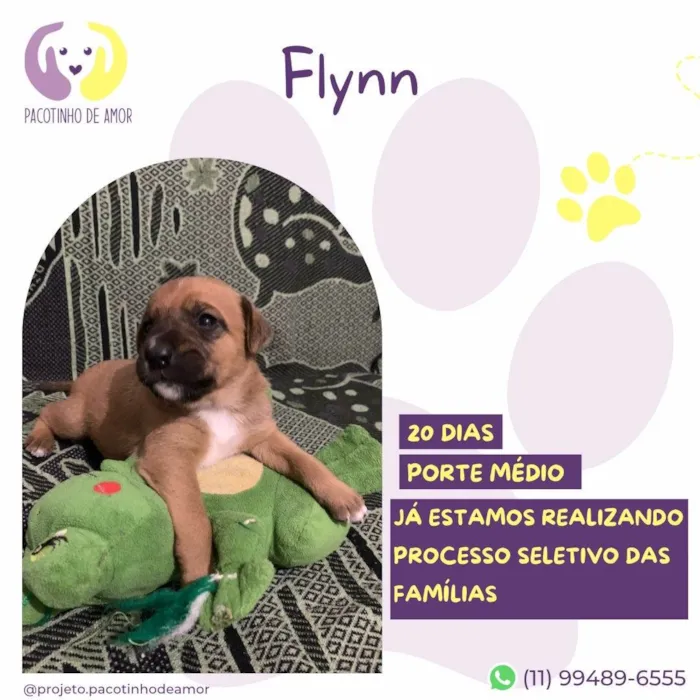 Cachorro ra a SRD-ViraLata idade Abaixo de 2 meses nome Flynn