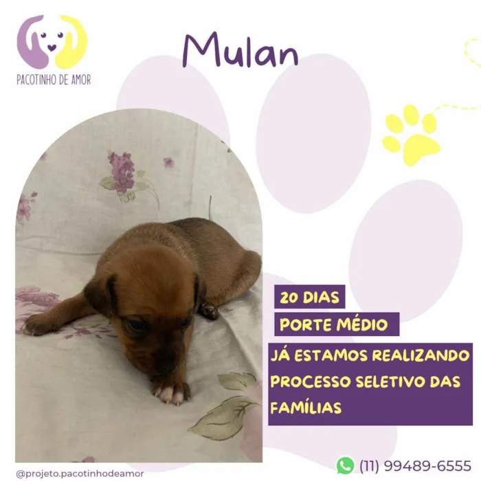 Cachorro ra a SRD-ViraLata idade Abaixo de 2 meses nome Mulan