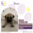 Bela