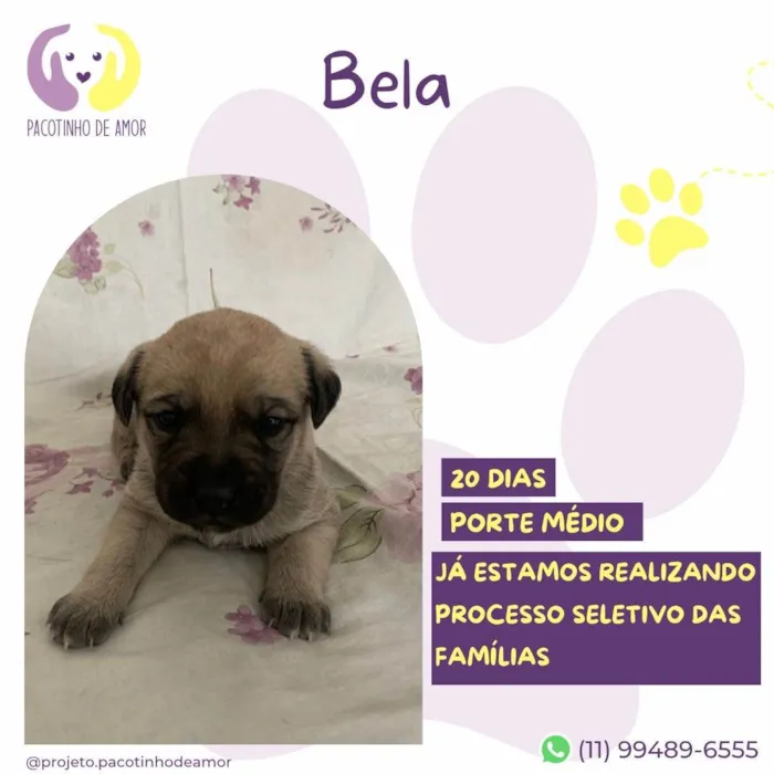 Cachorro ra a SRD-ViraLata idade Abaixo de 2 meses nome Bela