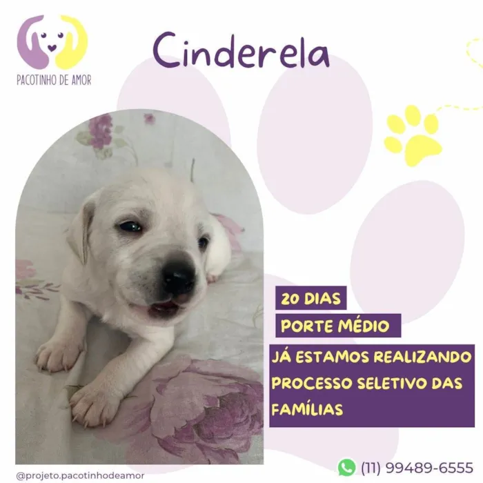 Cachorro ra a SRD-ViraLata idade Abaixo de 2 meses nome Cinderela