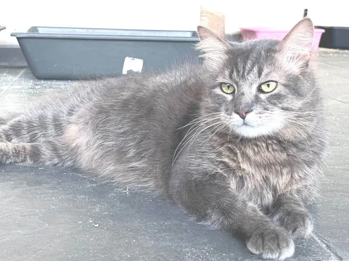 Gato ra a SRD-ViraLata idade 7 a 11 meses nome FRED