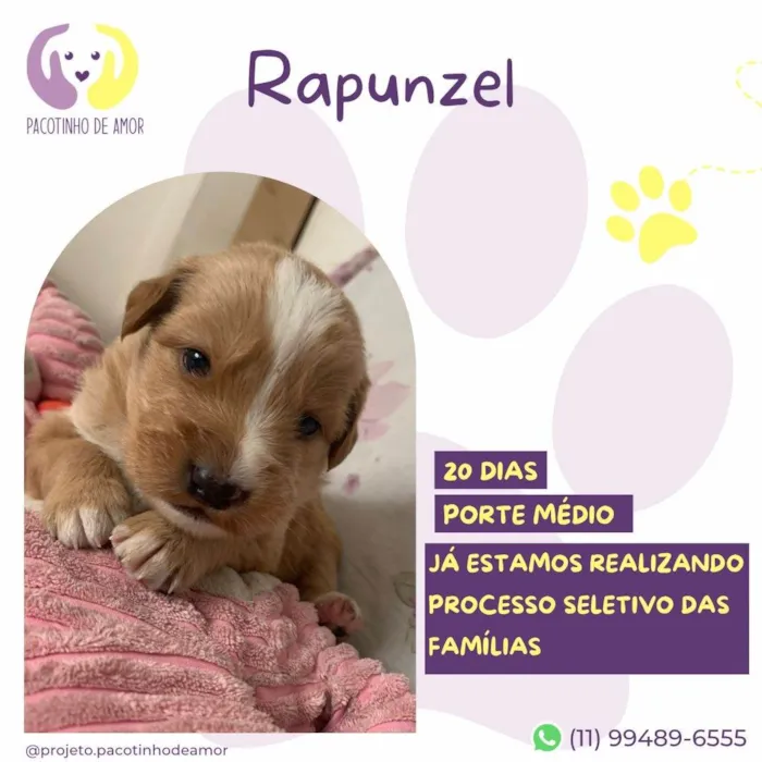 Cachorro ra a SRD-ViraLata idade Abaixo de 2 meses nome Rapunzel