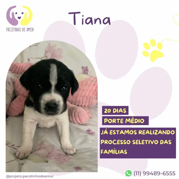 Cachorro ra a SRD-ViraLata idade Abaixo de 2 meses nome Tiana