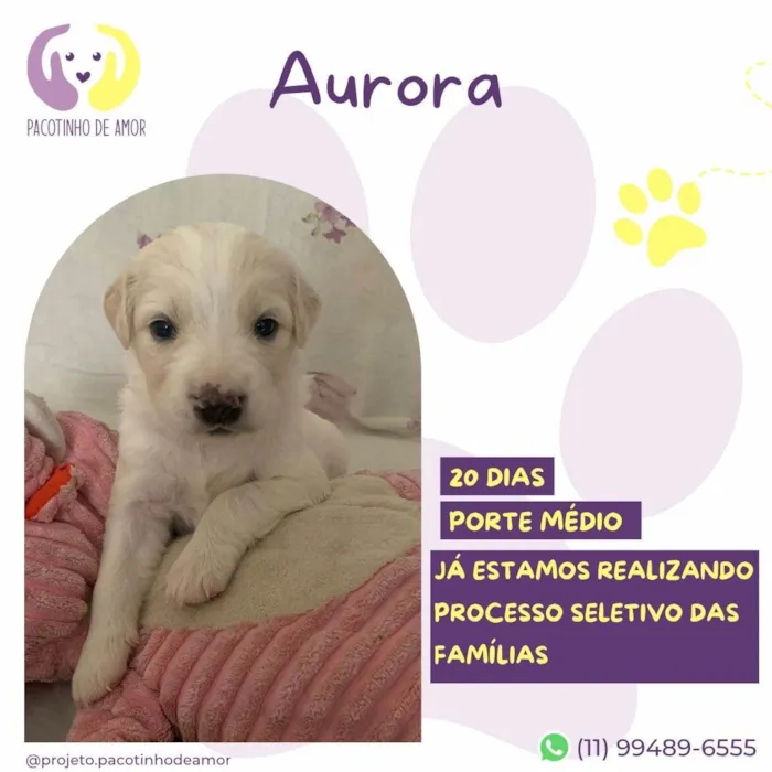 Cachorro ra a SRD-ViraLata idade Abaixo de 2 meses nome Aurora