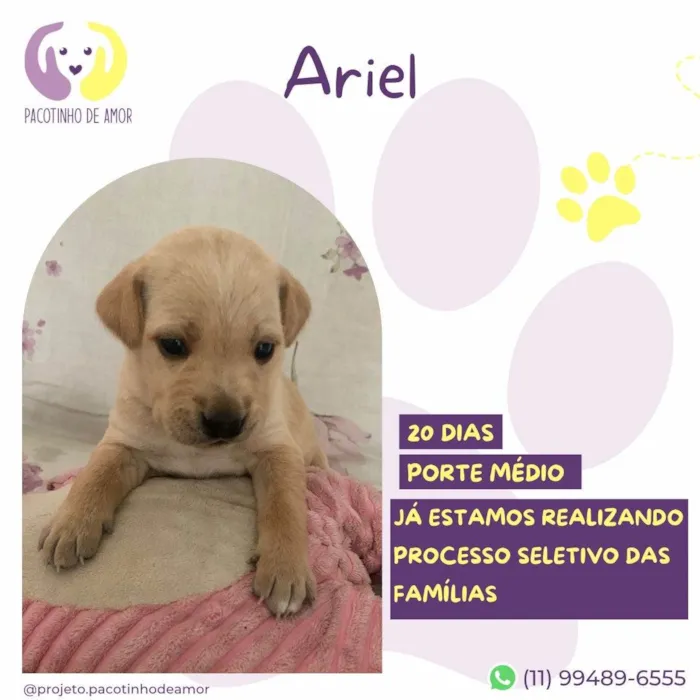 Cachorro ra a SRD-ViraLata idade Abaixo de 2 meses nome Ariel