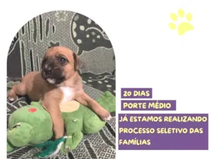 Cachorro raça SRD-ViraLata idade Abaixo de 2 meses nome Flynn