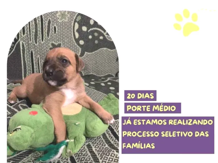 Cachorro ra a SRD-ViraLata idade Abaixo de 2 meses nome Flynn