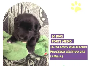 Cachorro raça SRD-ViraLata idade Abaixo de 2 meses nome Eric