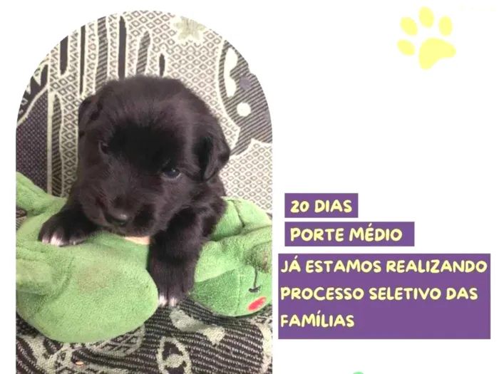 Cachorro ra a SRD-ViraLata idade Abaixo de 2 meses nome Eric