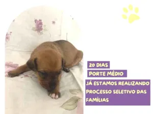 Cachorro raça SRD-ViraLata idade Abaixo de 2 meses nome Mulan