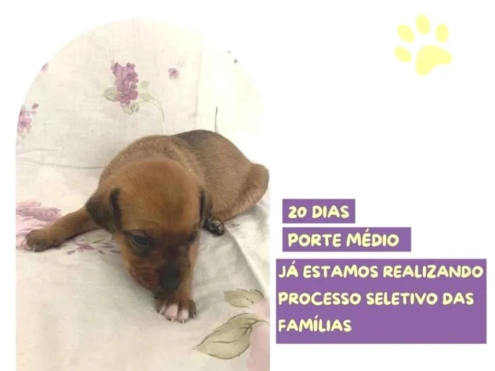 Cachorro ra a SRD-ViraLata idade Abaixo de 2 meses nome Mulan