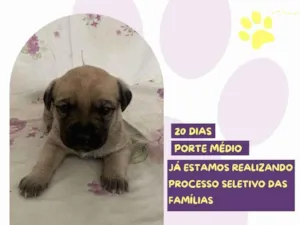 Cachorro raça SRD-ViraLata idade Abaixo de 2 meses nome Bela