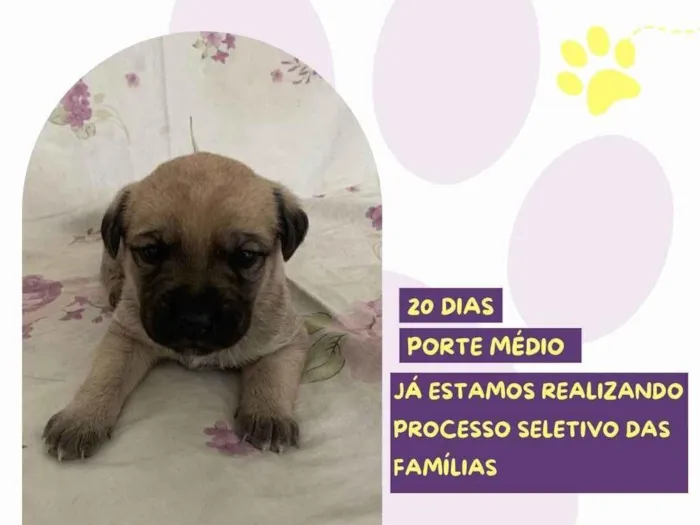 Cachorro ra a SRD-ViraLata idade Abaixo de 2 meses nome Bela