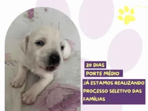 Cachorro raça SRD-ViraLata idade Abaixo de 2 meses nome Cinderela