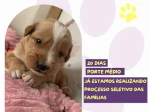 Cachorro raça SRD-ViraLata idade Abaixo de 2 meses nome Rapunzel