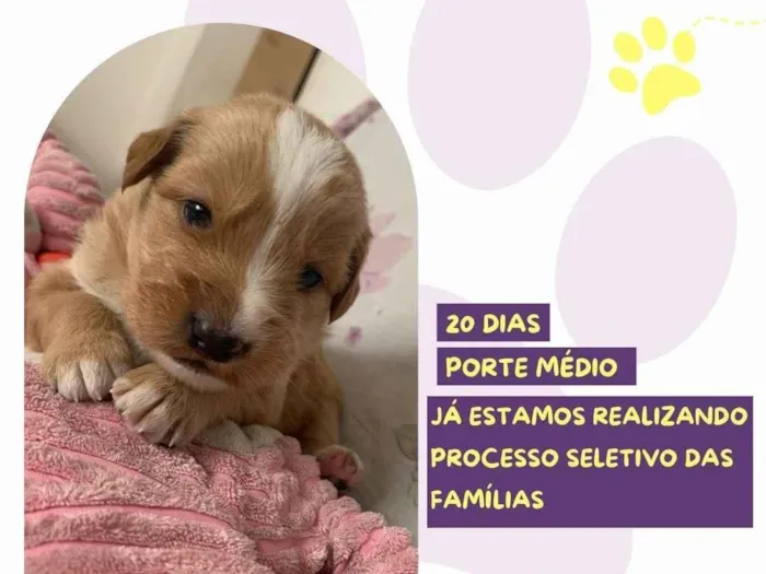 Cachorro ra a SRD-ViraLata idade Abaixo de 2 meses nome Rapunzel