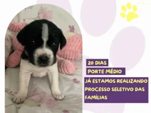 Cachorro raça SRD-ViraLata idade Abaixo de 2 meses nome Tiana