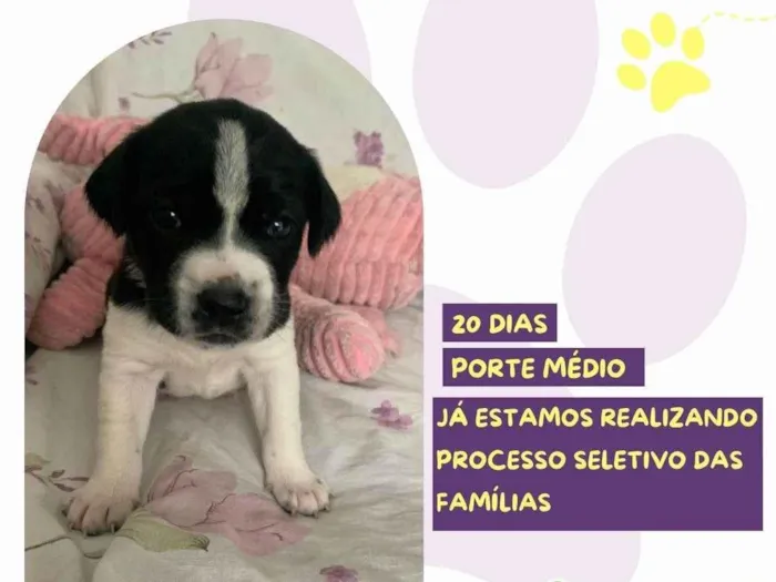 Cachorro ra a SRD-ViraLata idade Abaixo de 2 meses nome Tiana