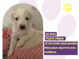 Cachorro raça SRD-ViraLata idade Abaixo de 2 meses nome Aurora