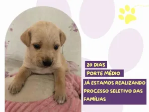 Cachorro raça SRD-ViraLata idade Abaixo de 2 meses nome Ariel