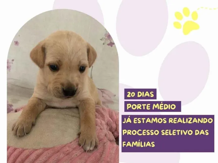 Cachorro ra a SRD-ViraLata idade Abaixo de 2 meses nome Ariel