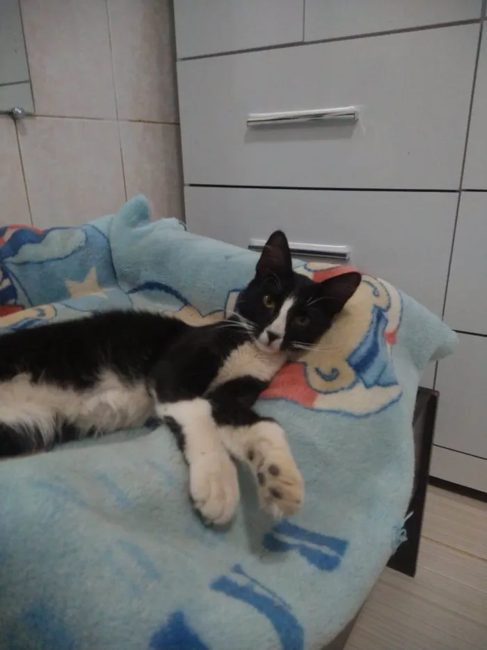 Gato ra a SRD-ViraLata idade 2 a 6 meses nome Bidú